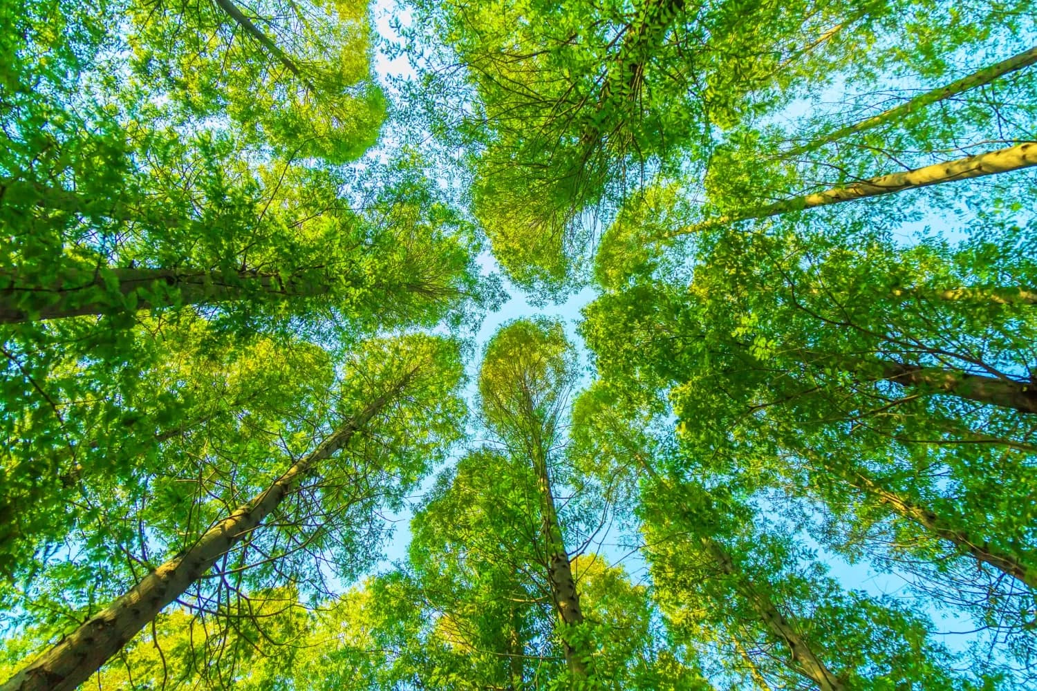 Política Climática Corporativa: Redução de Emissões de GEE e Sustentabilidade